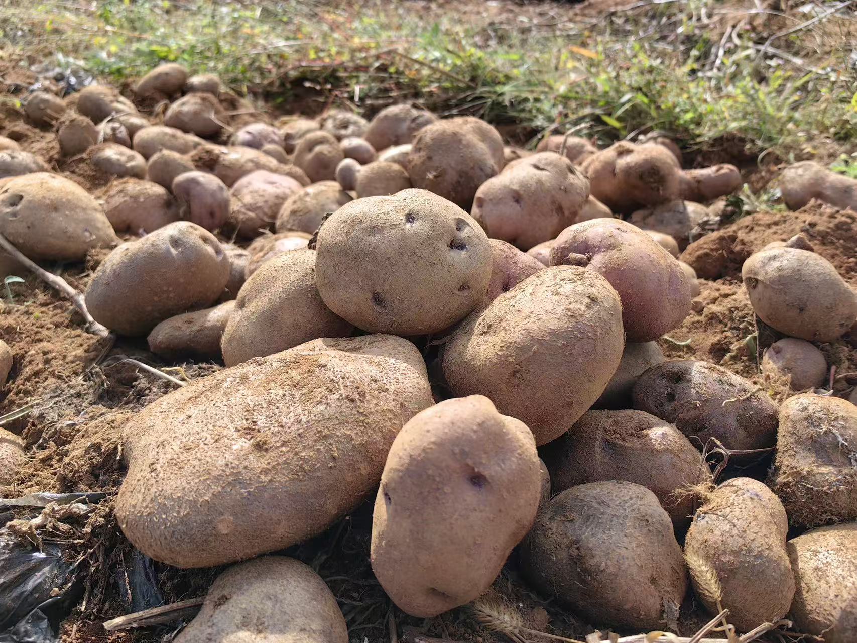 转转乌洋芋
